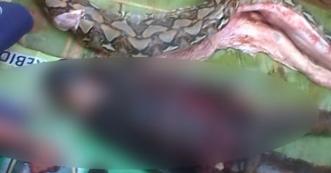 Shocking! Giant python swallows Indonesian woman