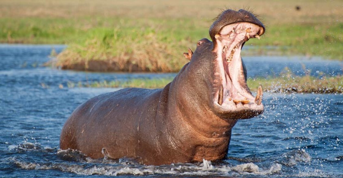 Hippopotamus
