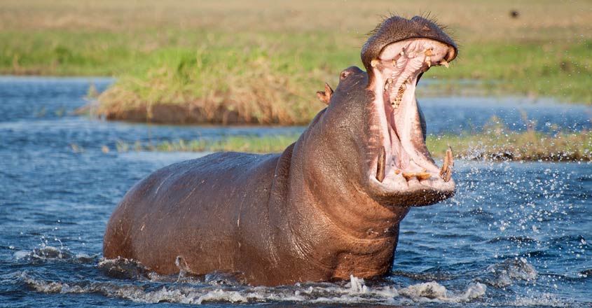 Hippopotamus