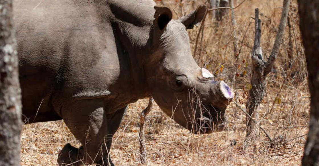 Zimbabwe to gift 10 white rhinos to Congo