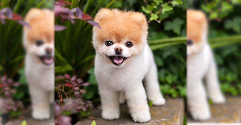 World's Cutest Dog Boo Is Dead