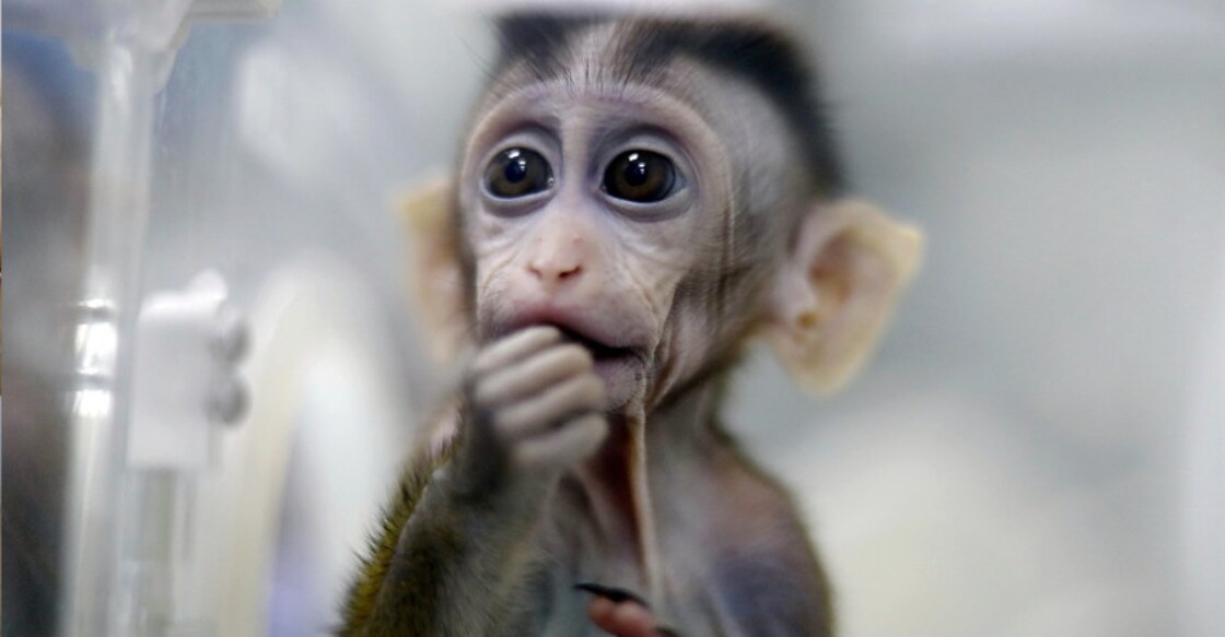 In a first, China clones gene-edited monkeys for research In a first, China clones gene-edited monkeys for research