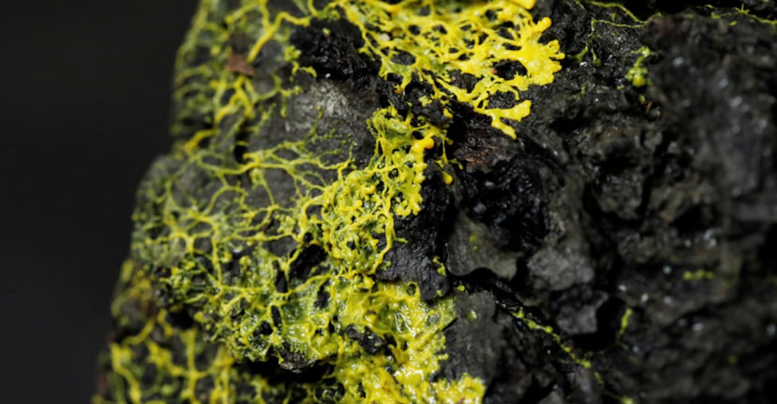Paris zoo unveils the 'blob', an organism with no brain but 720 sexes