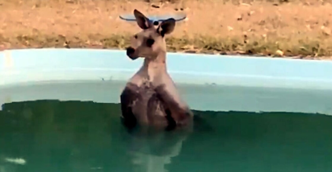 Kangaroo cools down in pool to beat heat wave, video goes viral Kangaroo cools down in pool to beat heat wave, video goes viral