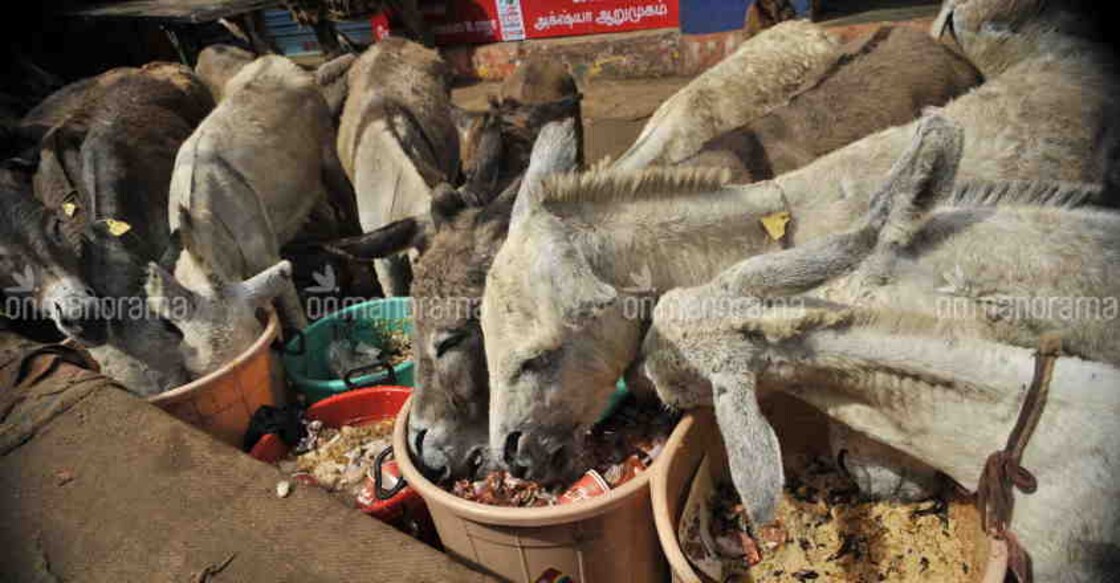 Pak to export donkeys to China