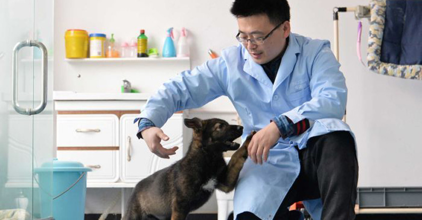 china-clone-dogs china-clone-dogs