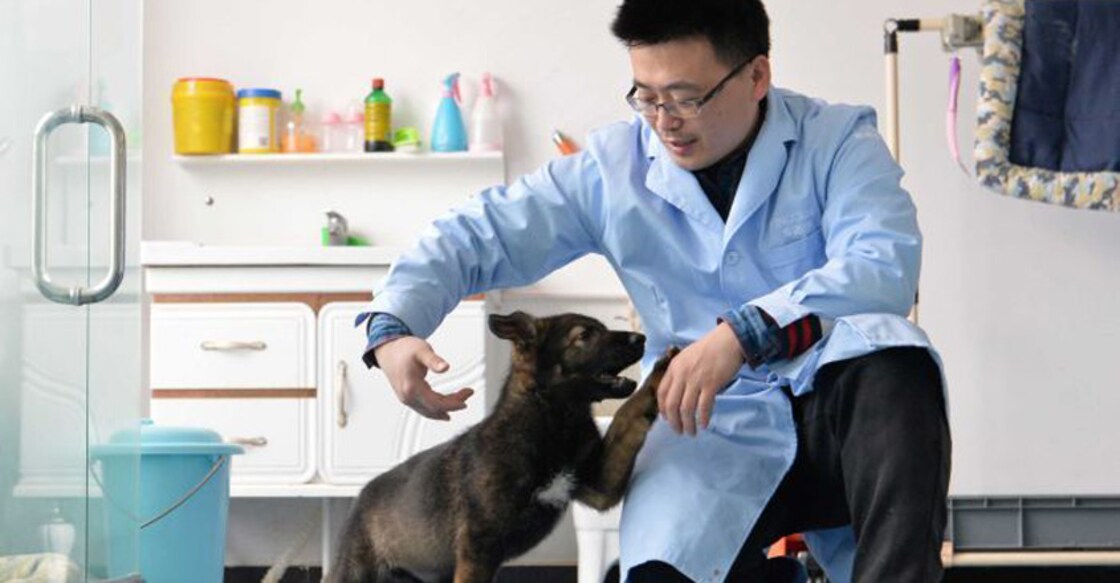 china-clone-dogs