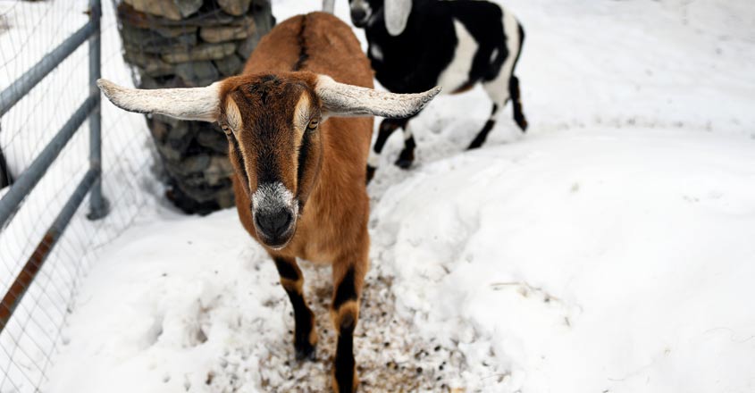 US town elects goat as 'mayor'. It defeated a dog