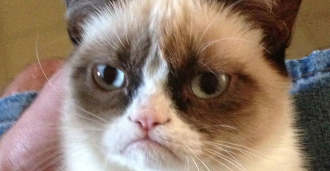 grupmy-cat