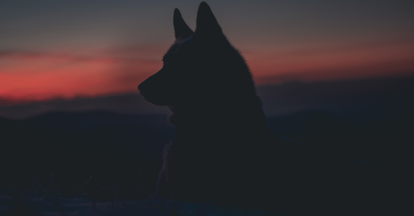 wolf