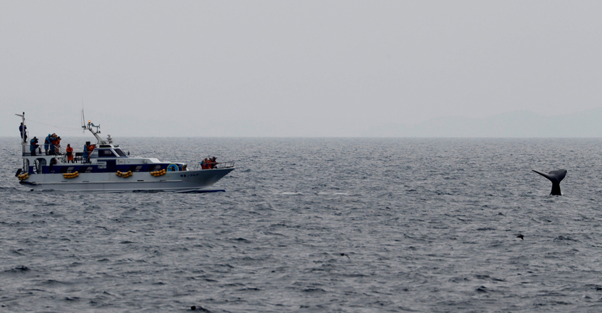 First whales caught as Japan resumes commercial hunt after 30 years