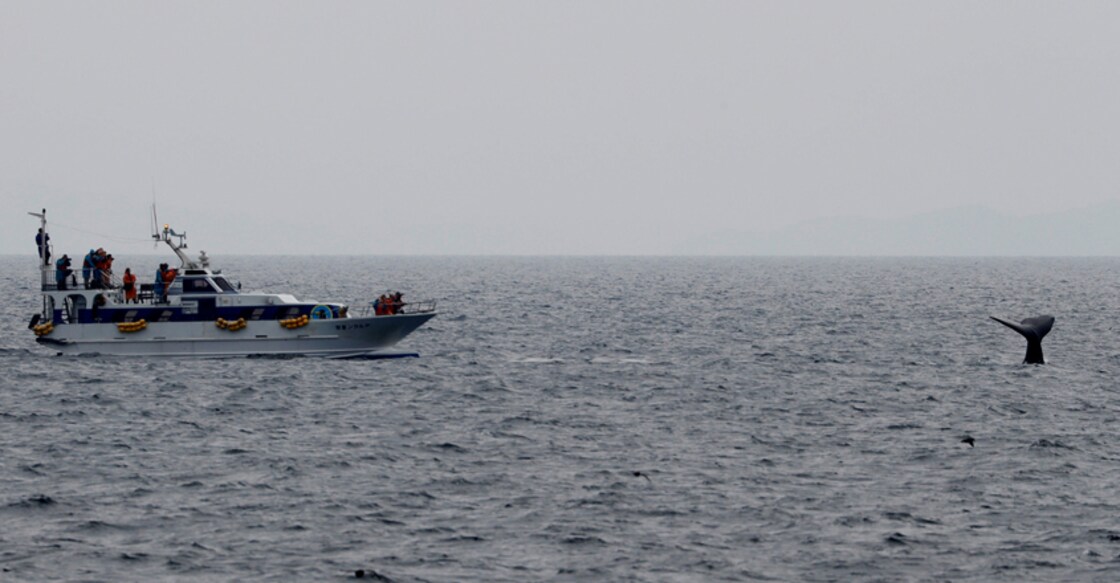 First whales caught as Japan resumes commercial hunt after 30 years