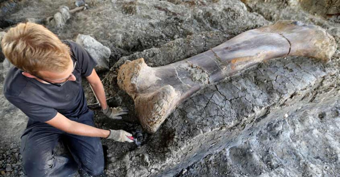 Giant dinosaur bone found in southwestern France