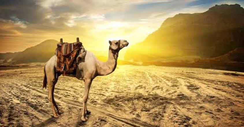 camel camel