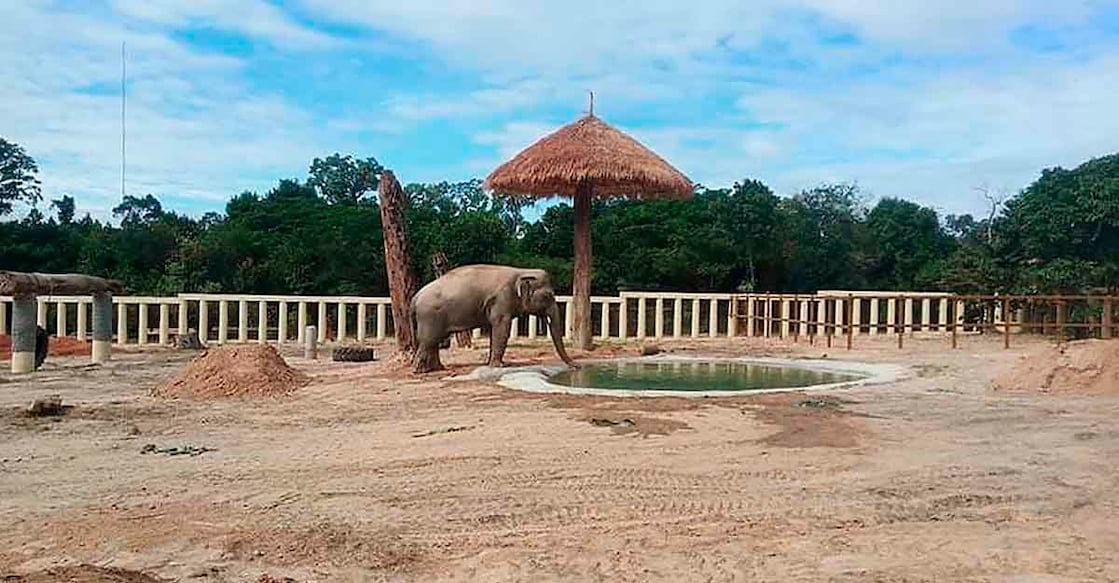 Cambodia Loneliest Elephant