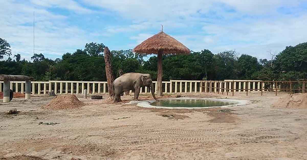 Cambodia Loneliest Elephant