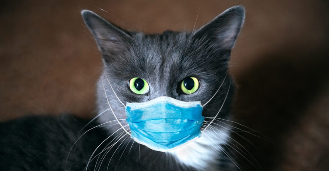 2 cats in New York become first US pets to test positive for coronavirus