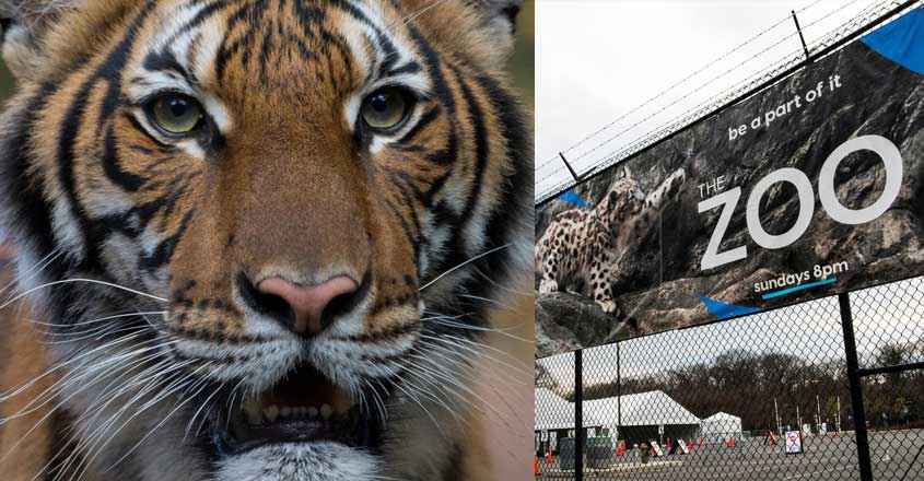 Tiger at NYC's Bronx Zoo tests positive for COVID-19