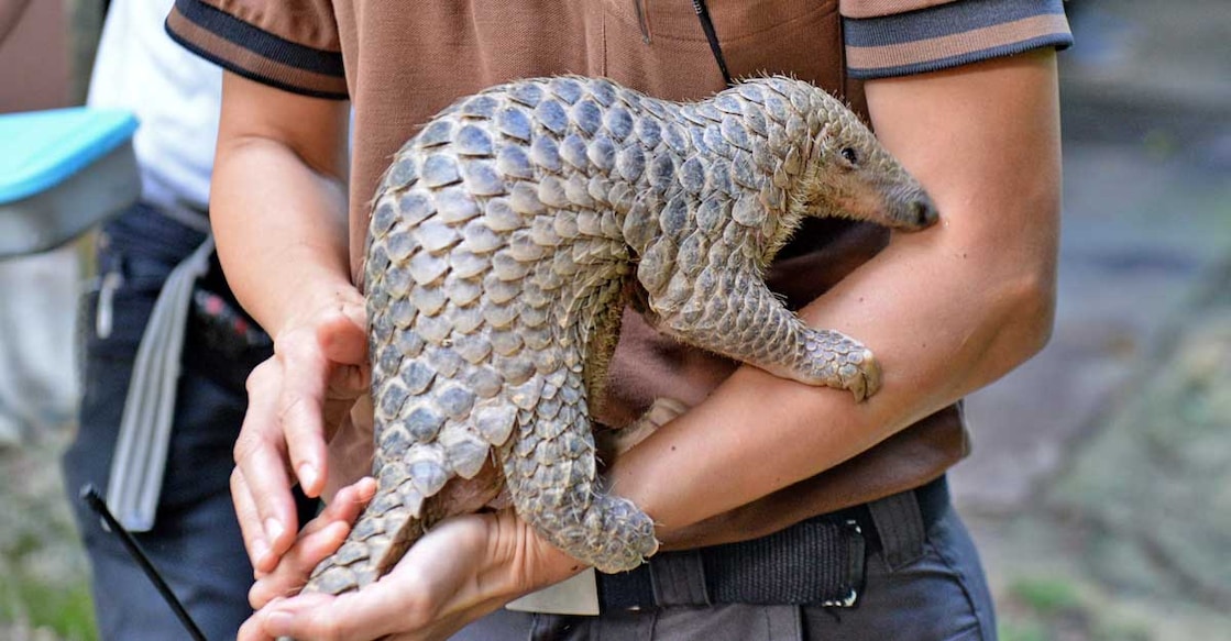 China accords highest level of protection to pangolins after COVID-19