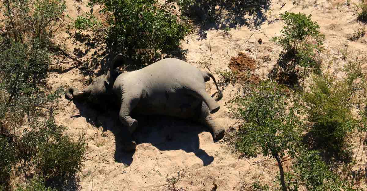 Botswana probes mysterious death of hundreds of elephants Botswana probes mysterious death of hundreds of elephants