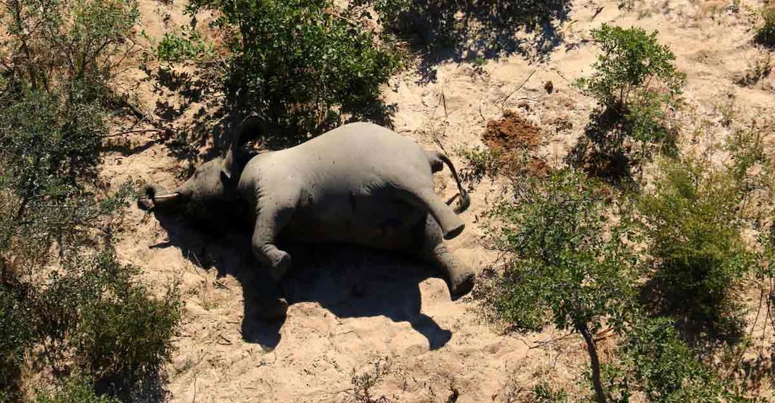 Botswana probes mysterious death of hundreds of elephants