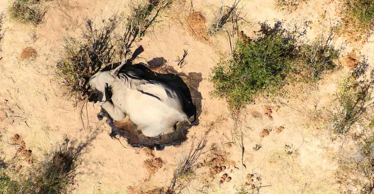 Botswana probes mysterious death of hundreds of elephants Botswana probes mysterious death of hundreds of elephants