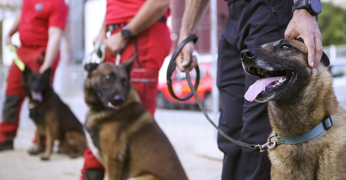 UAE to use sniffer dogs to detect COVID-19 cases in crowd | World ...