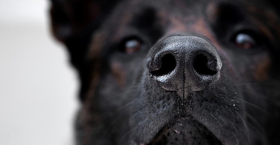 UAE to use sniffer dogs to detect COVID-19 cases in crowd UAE to use sniffer dogs to detect COVID-19 cases in crowd