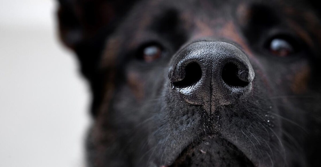 UAE to use sniffer dogs to detect COVID-19 cases in crowd