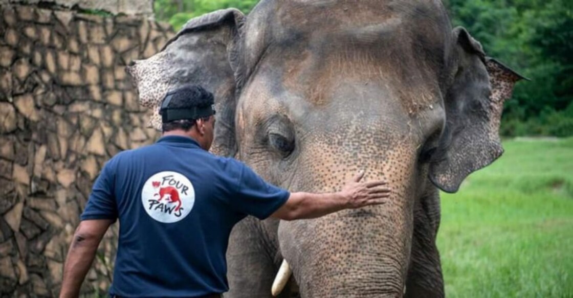 'World's loneliest elephant' okayed to quit zoo for new life
