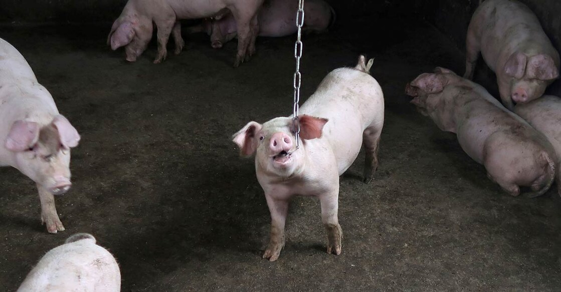China reports new strains of swine fever; illegal vaccines likely cause
