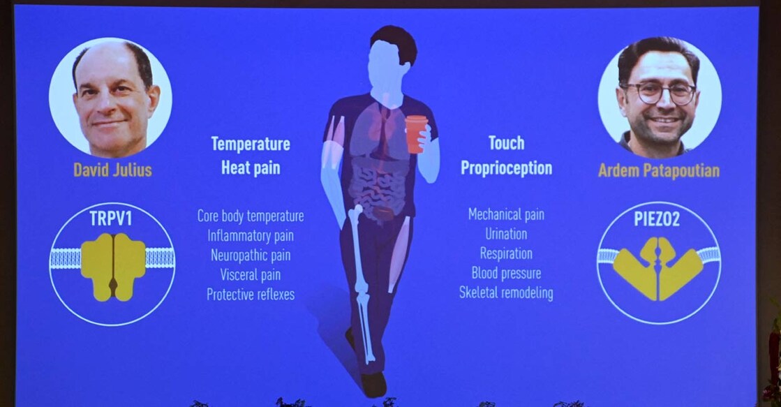 A screen displaying the winners of the 2021 Nobel Prize in Physiology or Medicine and their research field, during a press conference at the Karolinska Institute in Stockholm, Sweden, on October 4, 2021. US scientists David Julius (on the screen, L) and Ardem Patapoutian (on the screen, R) won the Nobel Medicine Prize for discoveries on receptors for temperature and touch. Photo: Jonathan NACKSTRAND / AFP