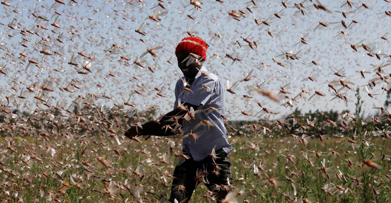 Kenya locusts A man tries to chase away a swarm of desert locusts away from a farm, near the town of Rumuruti, Kenya, February 1, 2021. Photo: REUTERS/Baz Ratner