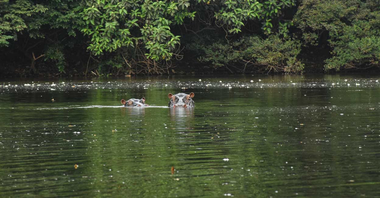 HEALTH-CORONAVIRUS-LEONE-LOGGING Hippos swim down a river in the Outamba-Kilimi national park in northern Sierra Leone on March 11, 2020. File Photo: Reuters/Cooper Inveen.