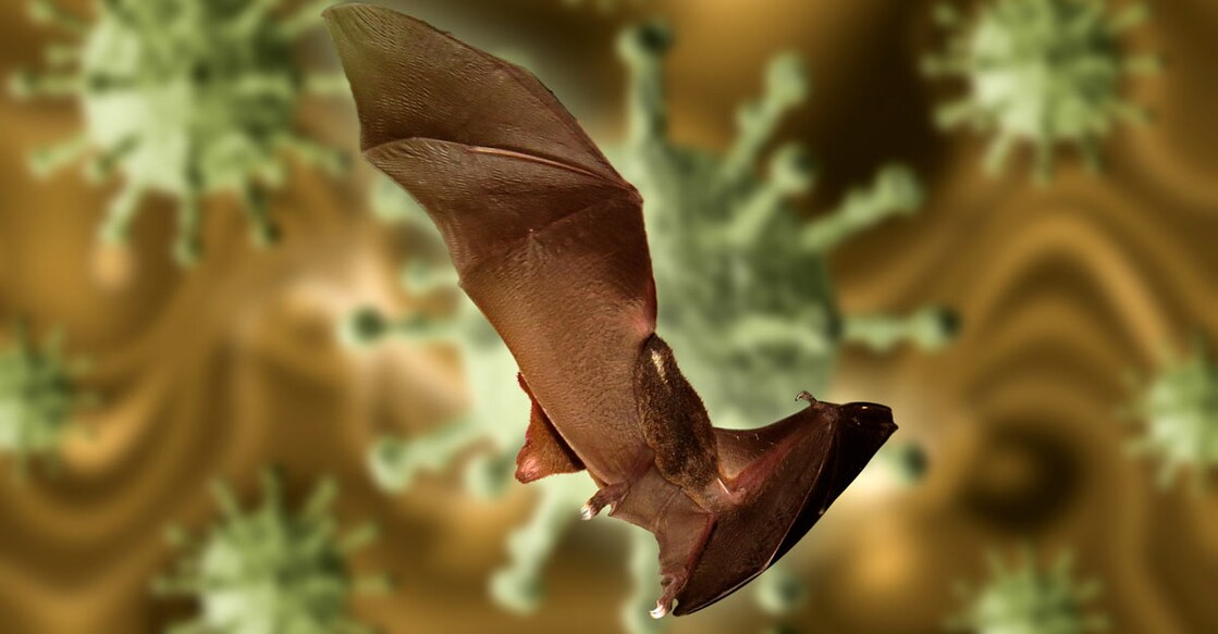 WHO says COVID likely passed from bats to humans through another animal