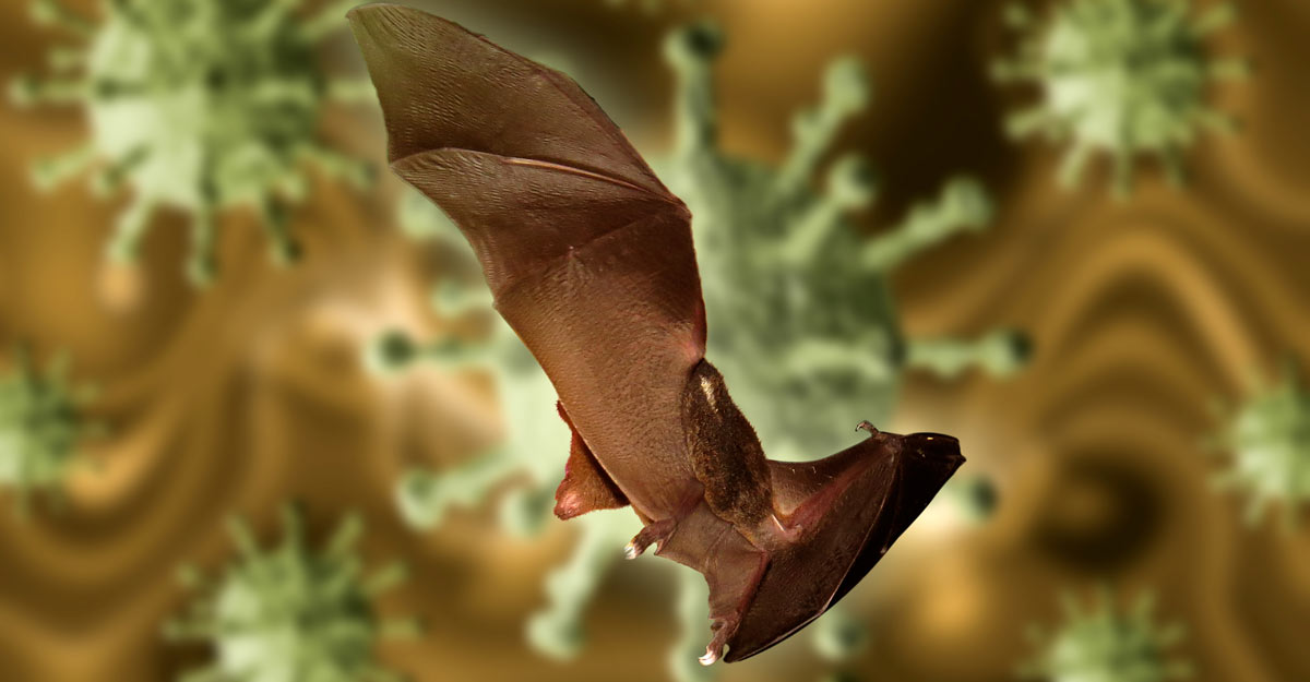 WHO says COVID likely passed from bats to humans through another animal