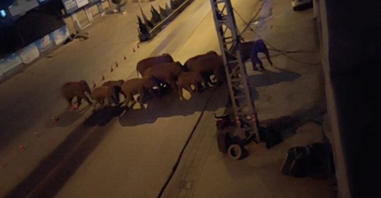 A CCTV visual of elephants crossing the road at night. Twitter A CCTV visual of elephants crossing the road at night. Twitter