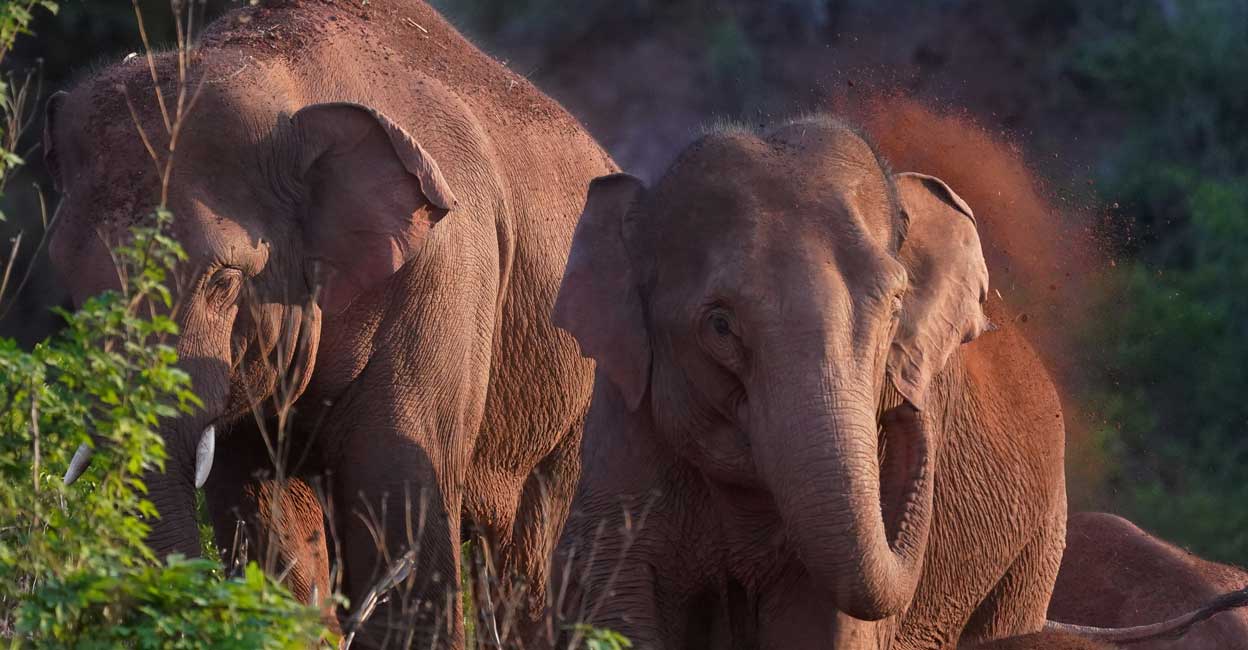 China elephants