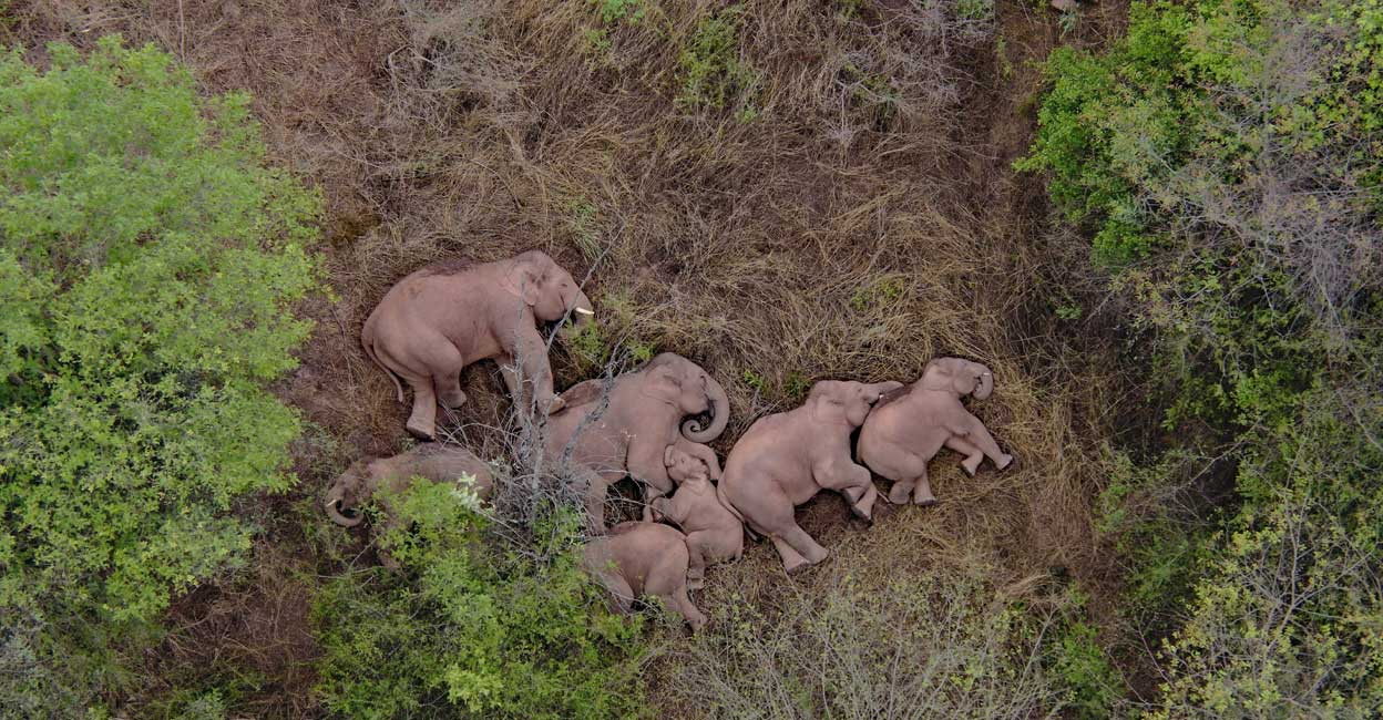 CHINA-ELEPHANTS/ CHINA-ELEPHANTS/