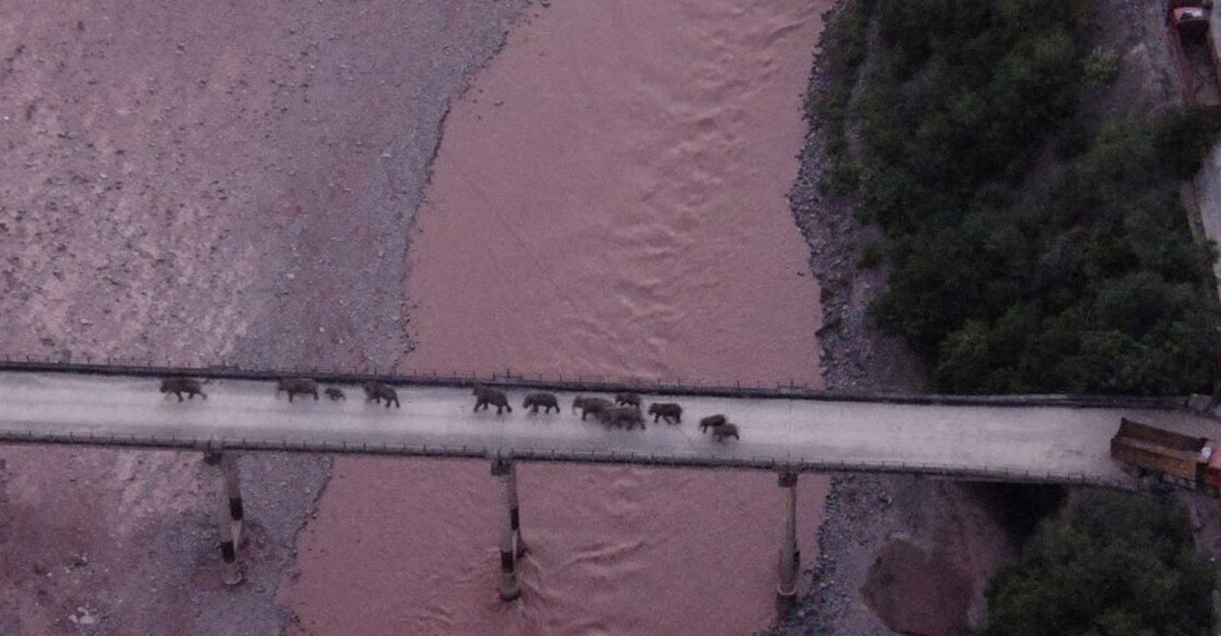 China elephants
