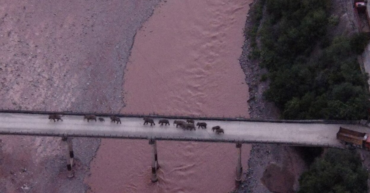 China elephants