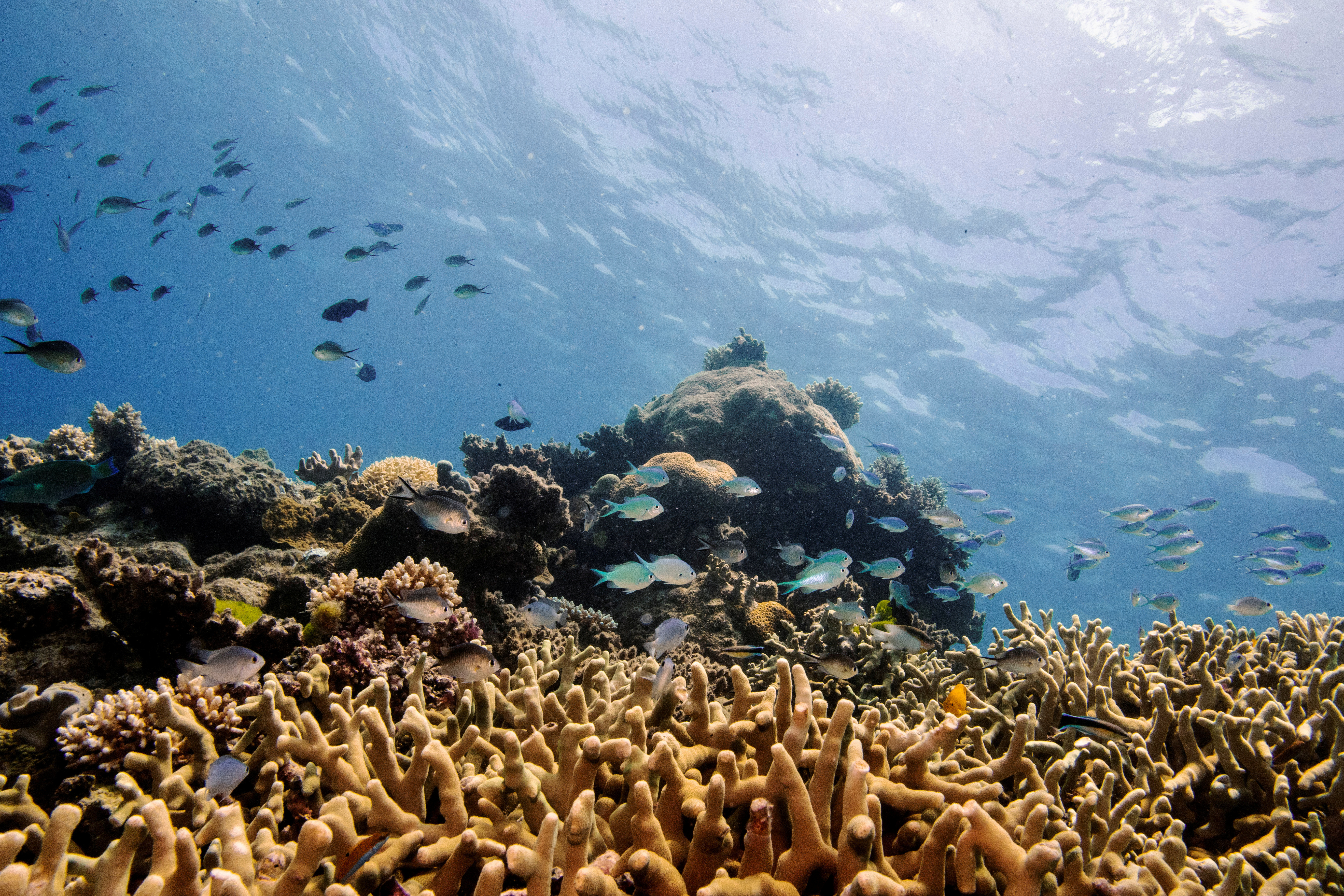 FILE PHOTO: Assorted reef fish swim above a staghorn coral colony as it grows on the Great Barrier Reef off the coast of Cairns, Australia October 25, 2019. REUTERS/Lucas Jackson/File Photo