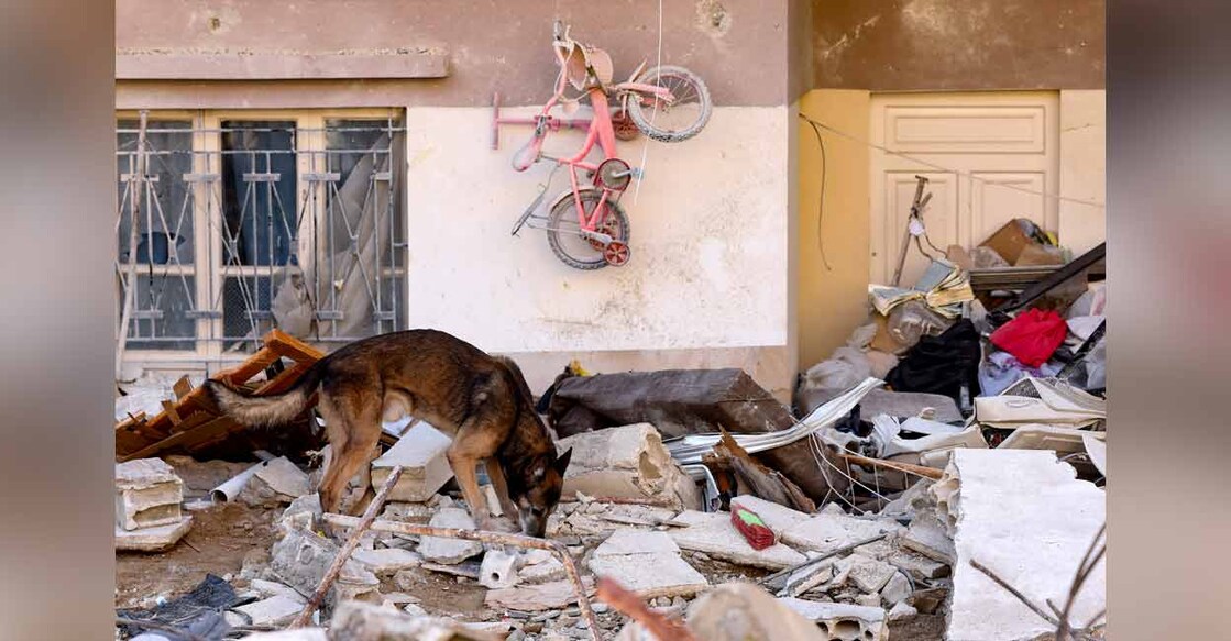 A rescue dog searches for victims and survivors, in the regime-controlled town of Jableh in the province of Latakia, northwest of the Syrian capital on Sunday. Photo: AFP/Karim Sahib
