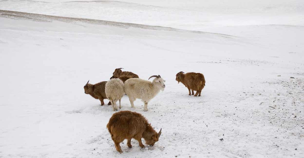 Dzud in Mongolia