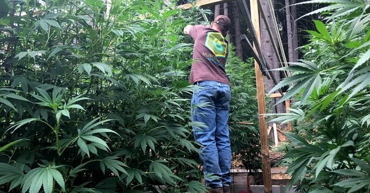 A cannabis grower tends to his plants on his farm in Humboldt County, California. File photo: Reuters/Rory Carroll