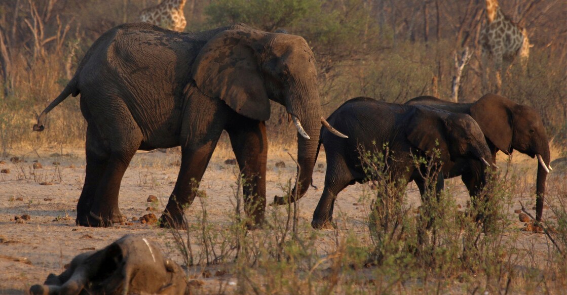 A group of elephants and giraffes walk near a carcass of an elephant at a watering hole inside Hwange National Park, in Zimbabwe, October 23, 2019. REUTERS/Philimon Bulawayo/File Photo