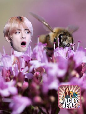 Wacky News: Purple honey, topless swimming and moonwalking | Ep 55