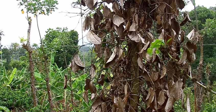 Gadgil, Kasturi who? Idukki farmers struggle to keep will to live