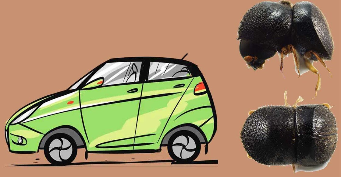 Entomologist cracks fuel theft cases in Pathanamthitta, holds beetle responsible