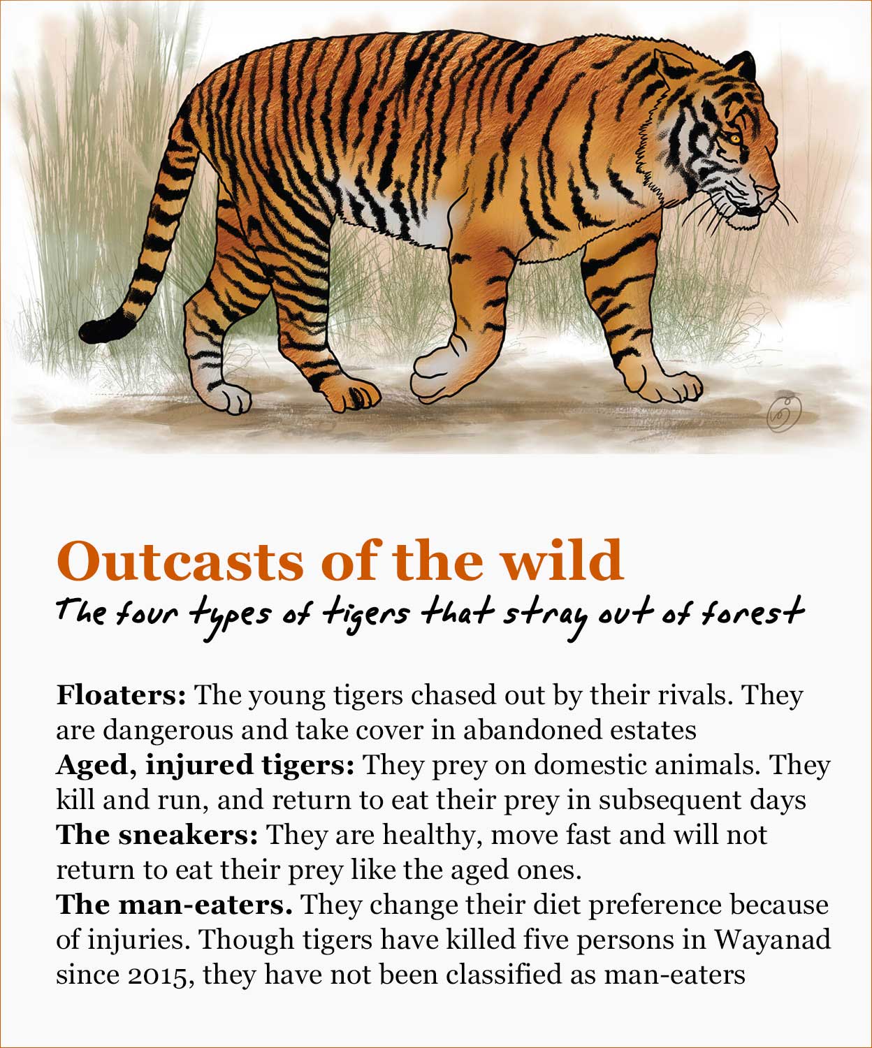 tiger-card